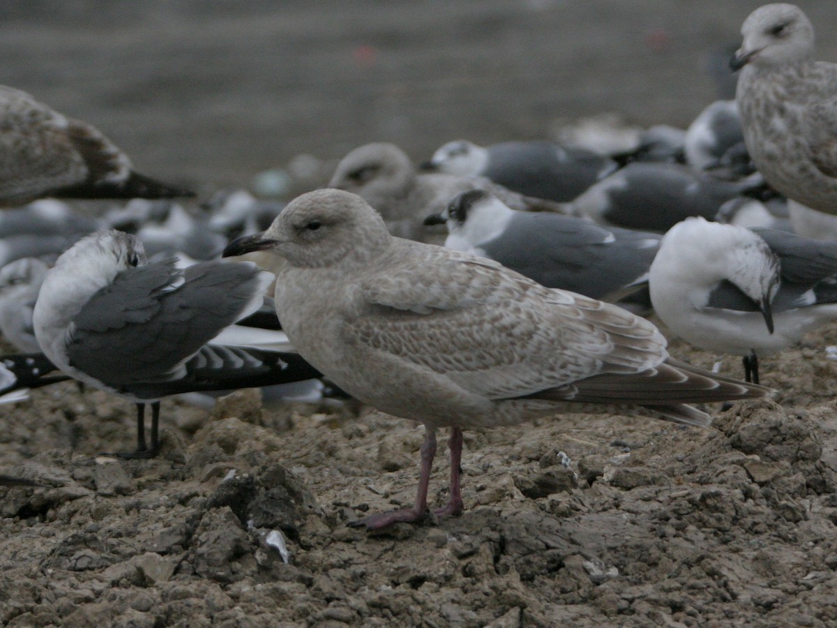Goéland arctique (thayeri) - ML642819502