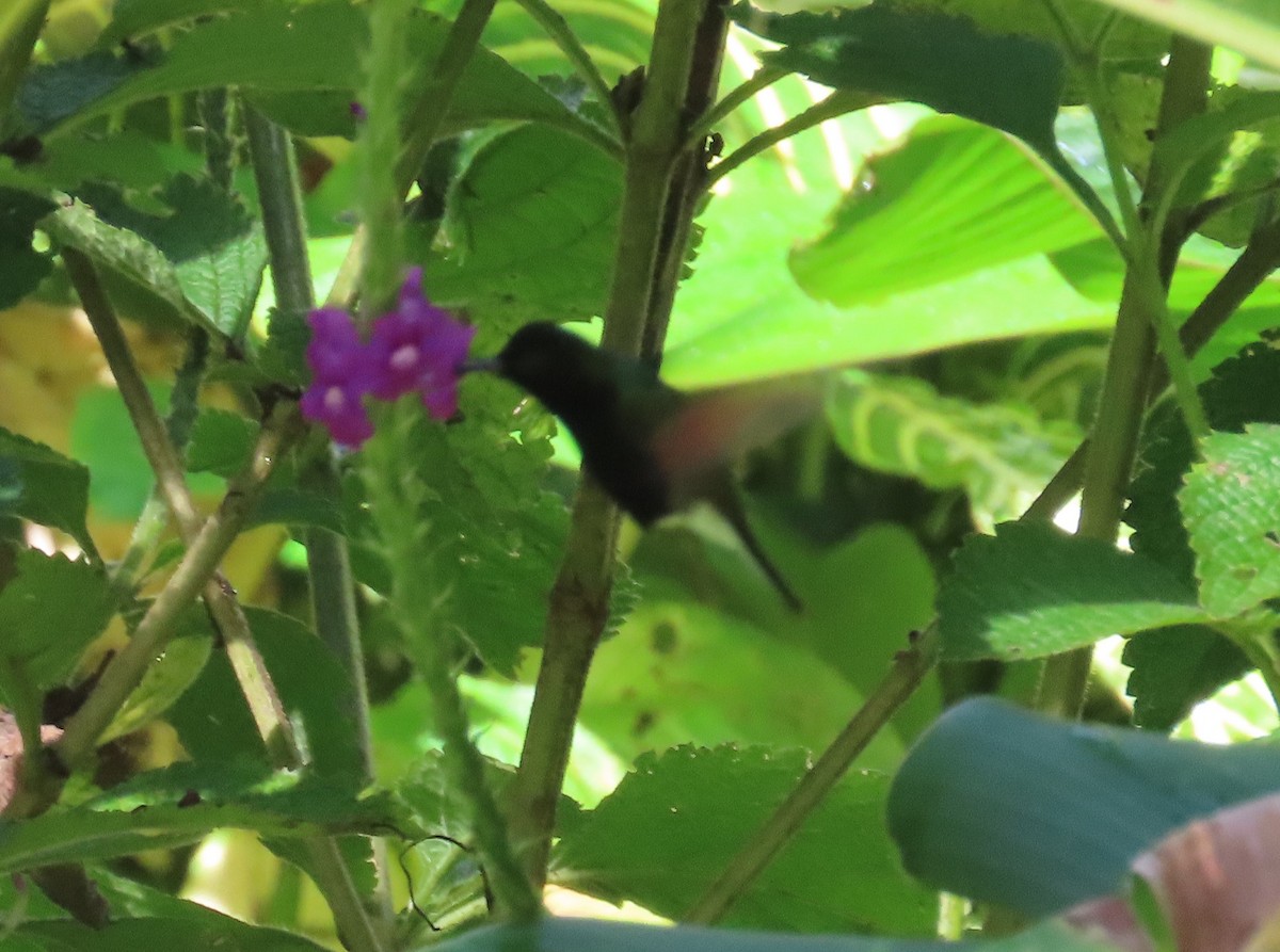 Colibri à ventre noir - ML642819505