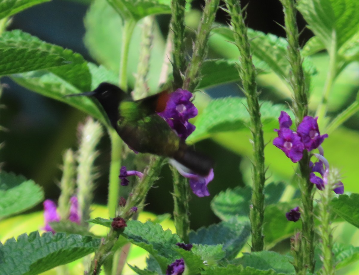 Colibri à ventre noir - ML642819506