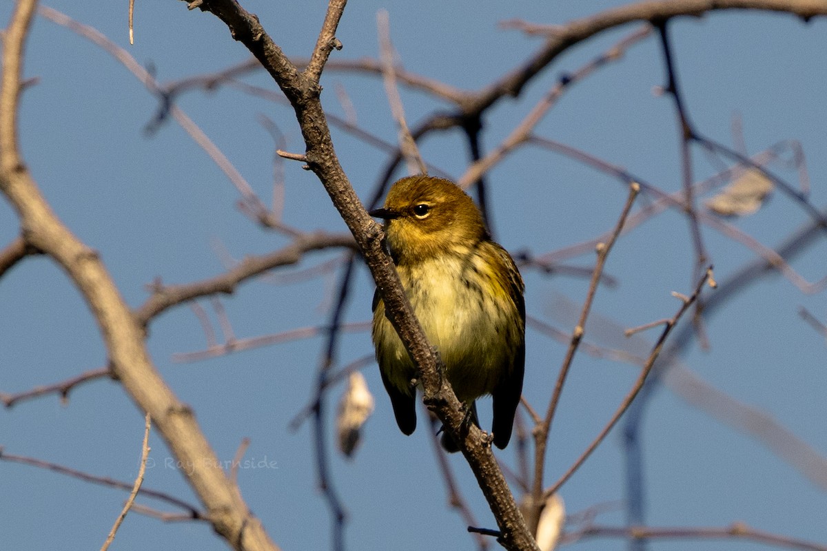 Paruline à croupion jaune - ML642819510