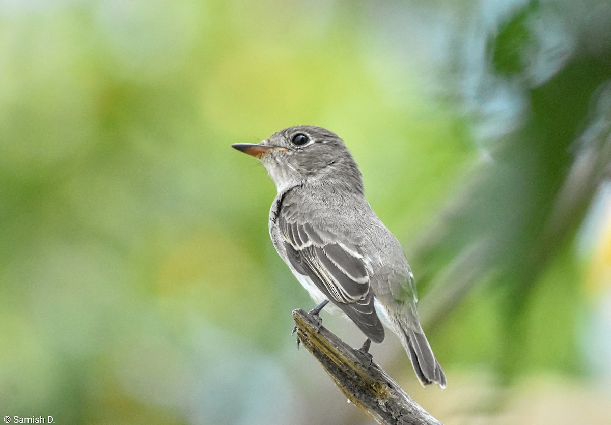 Asian Brown Flycatcher - ML642819526