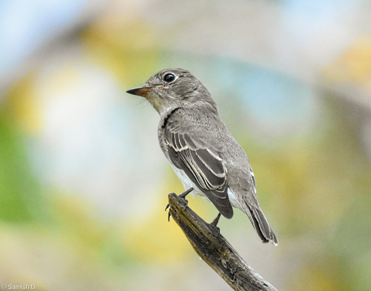 Asian Brown Flycatcher - ML642819527