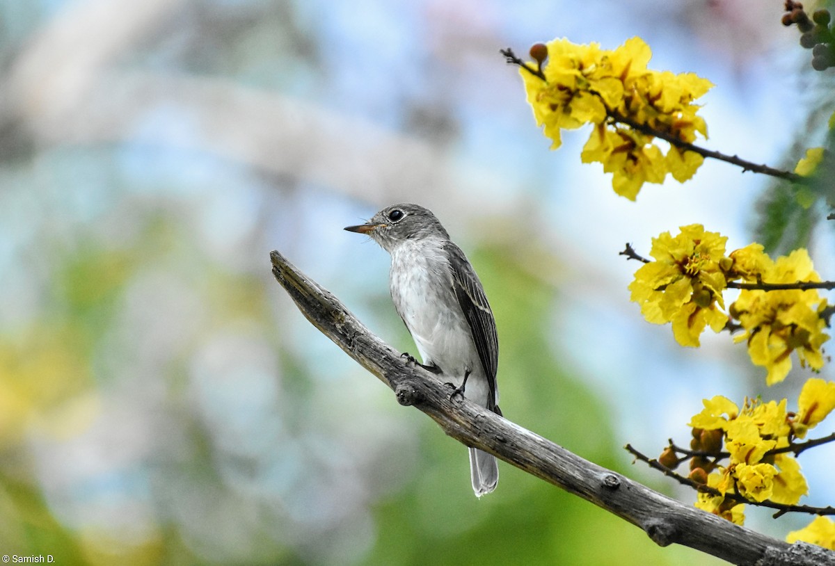 Asian Brown Flycatcher - ML642819528