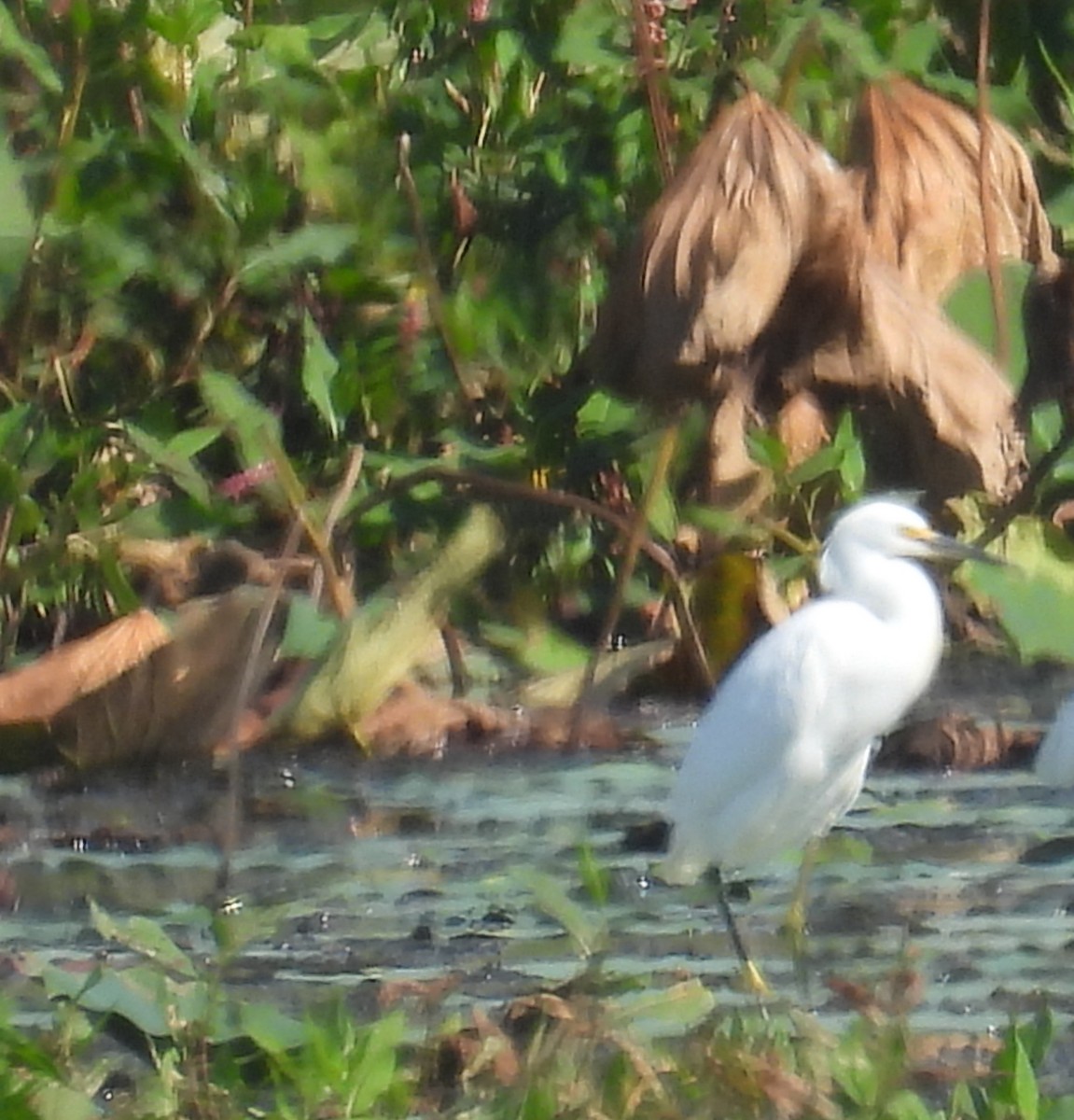 Snowy Egret - ML642819540