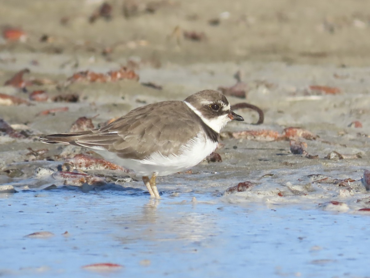 Semipalmated Plover - ML642819546