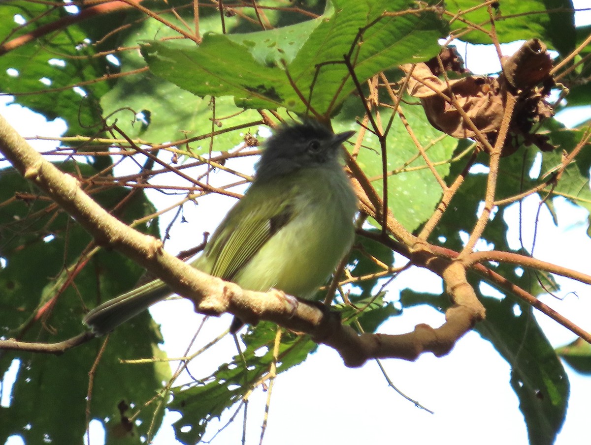 Yellow-olive Flatbill - ML642819549