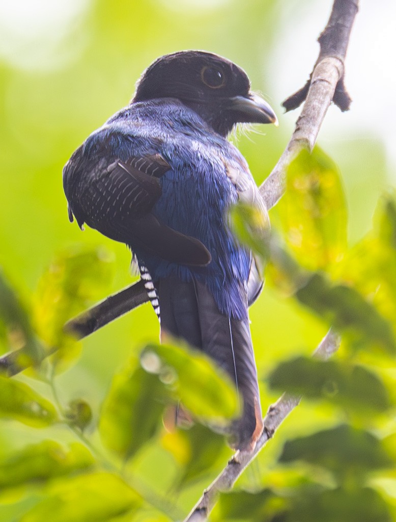 Amazonian Trogon - ML642819557