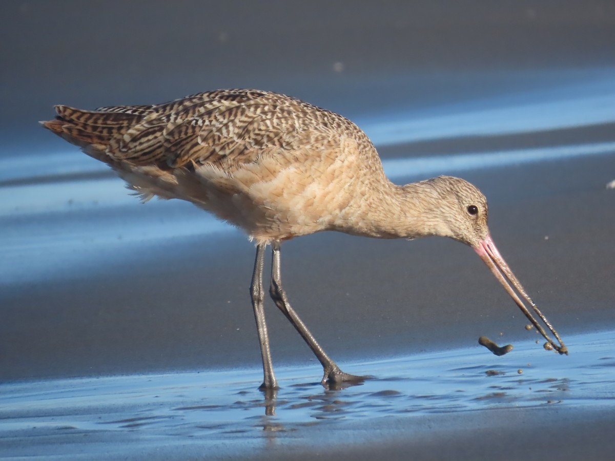 Marbled Godwit - ML642819563
