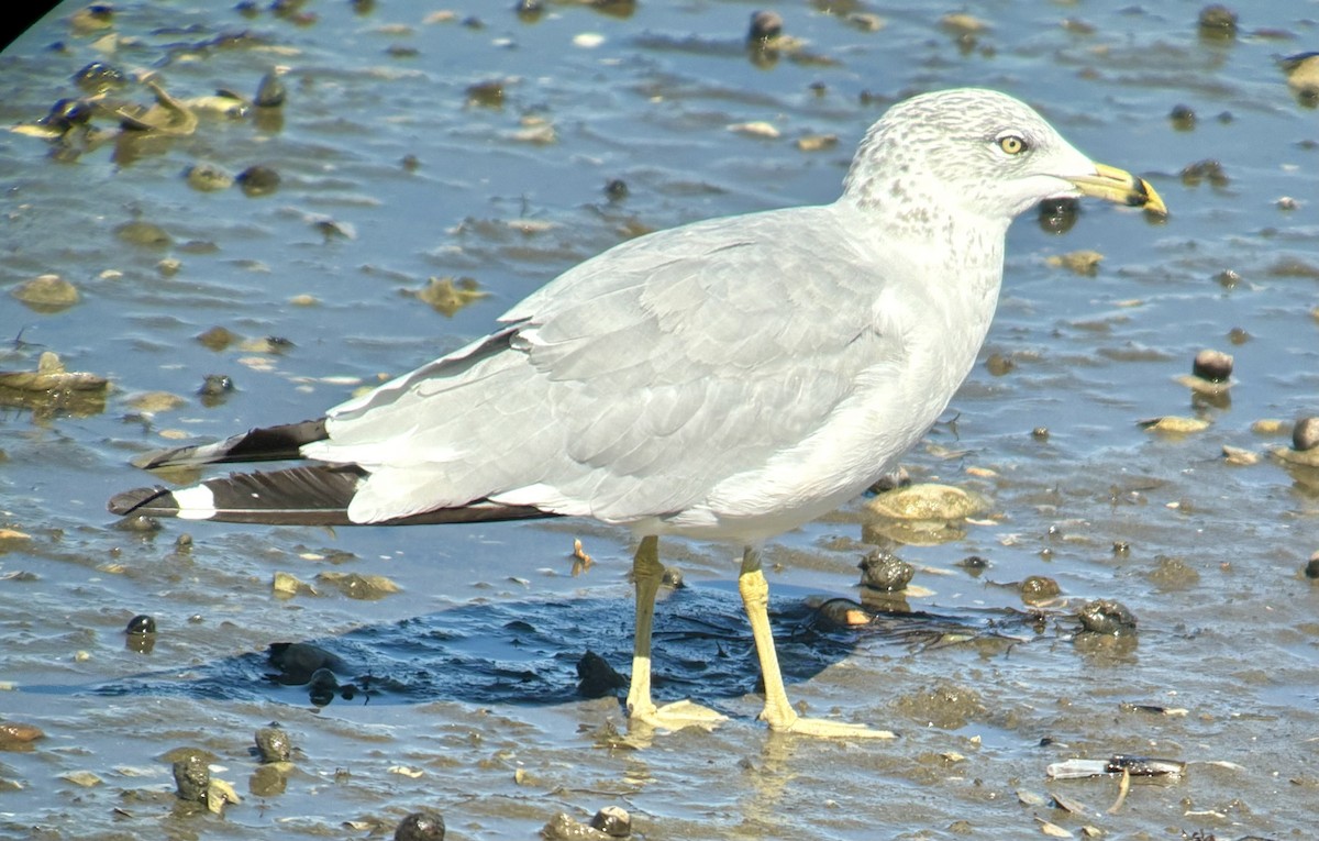 Ring-billed Gull - ML642819569