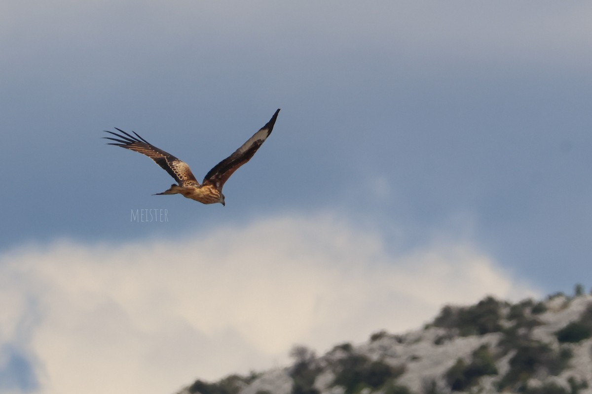 Red Kite (Red) - ML642819575