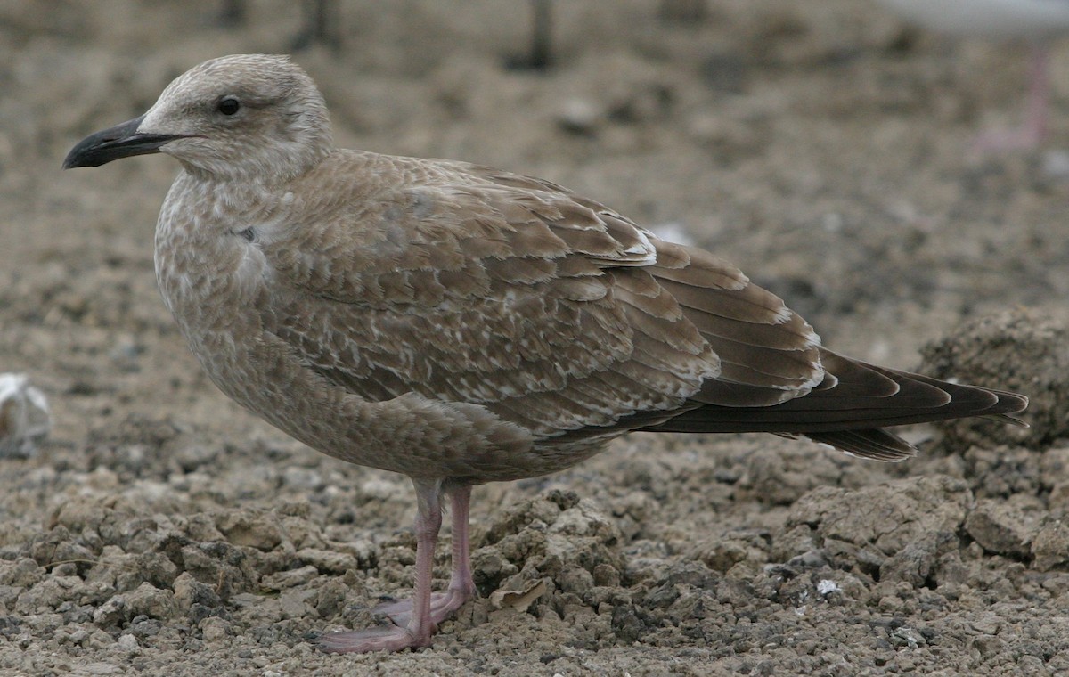 gull sp. - ML642819577