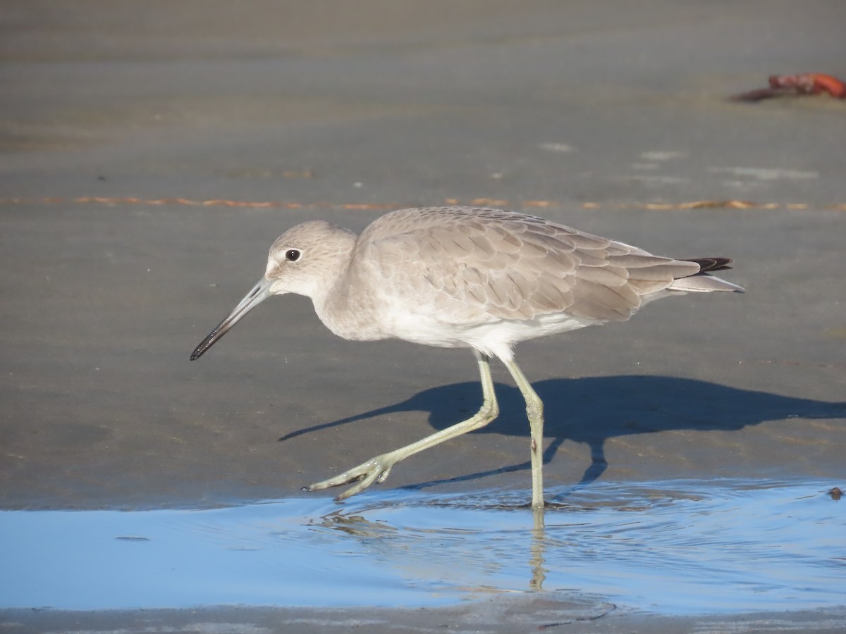 Willet - ML642819581