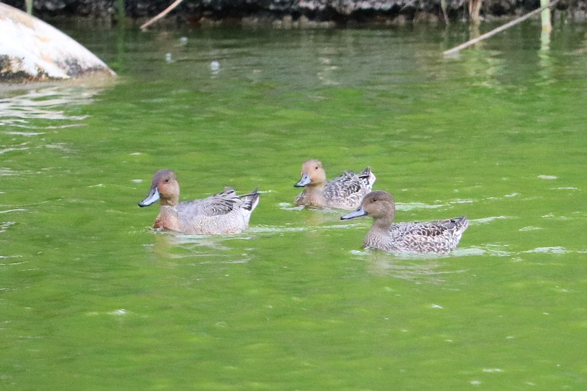 stjertand - ML642819583