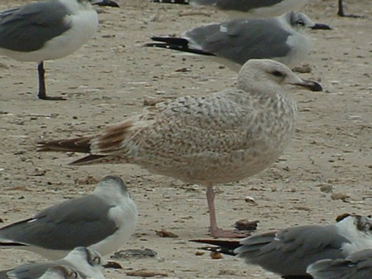 gull sp. - ML642819586