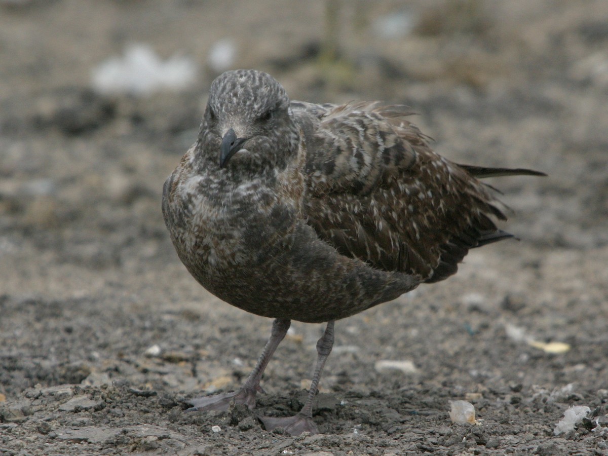 gull sp. - ML642819590