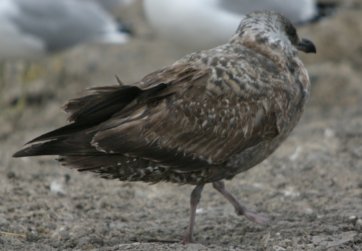 gull sp. - ML642819593
