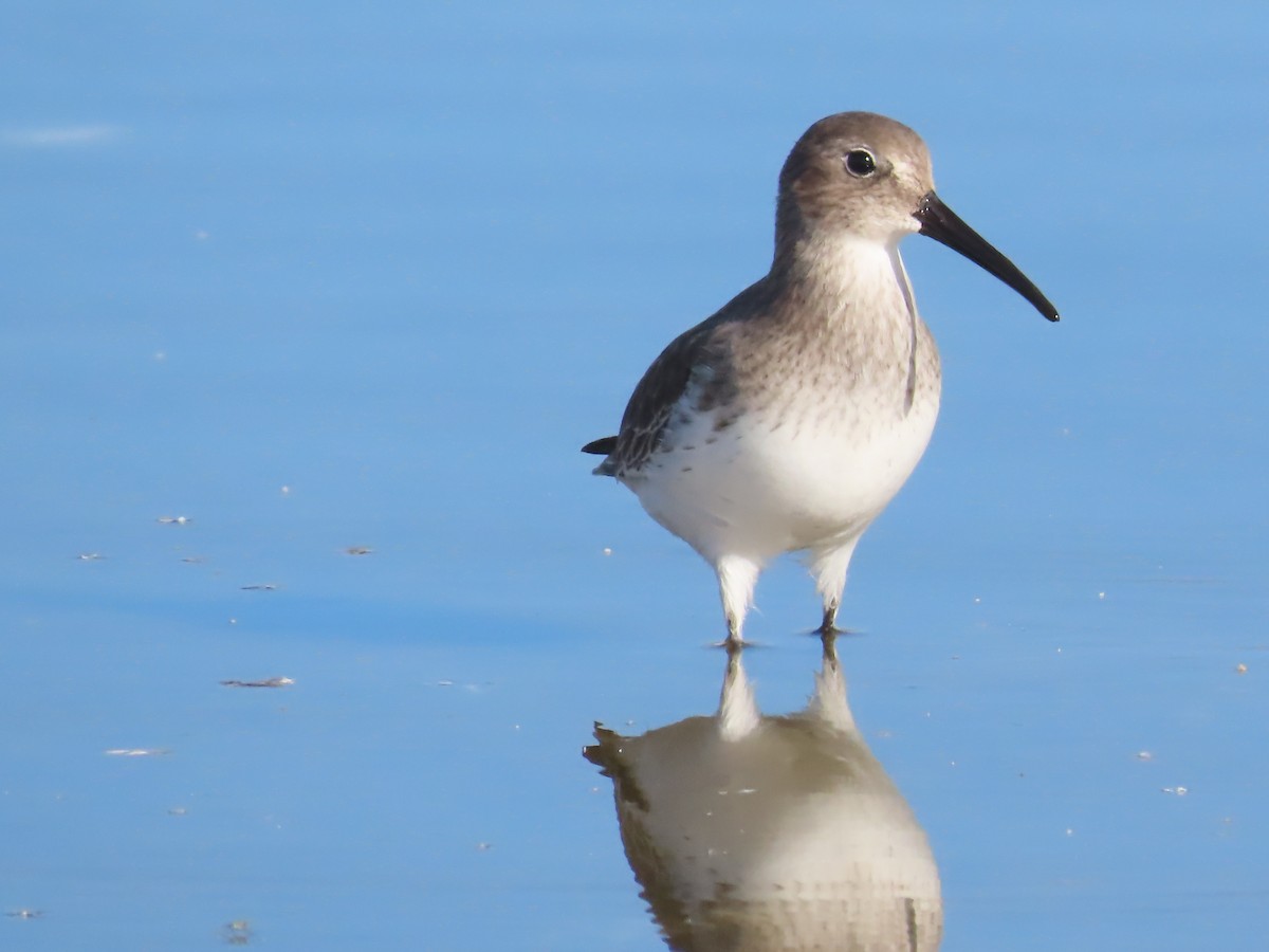 Dunlin - ML642819594