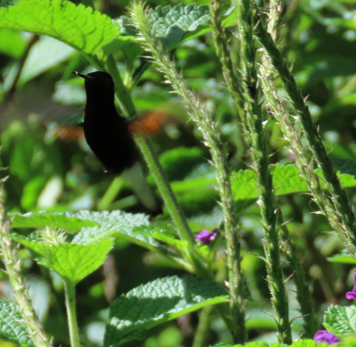 Black-bellied Hummingbird - ML642819664