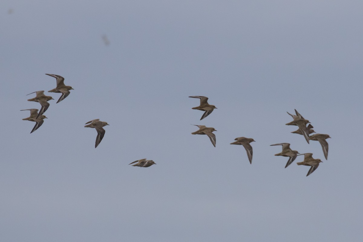 European Golden-Plover - ML642819666