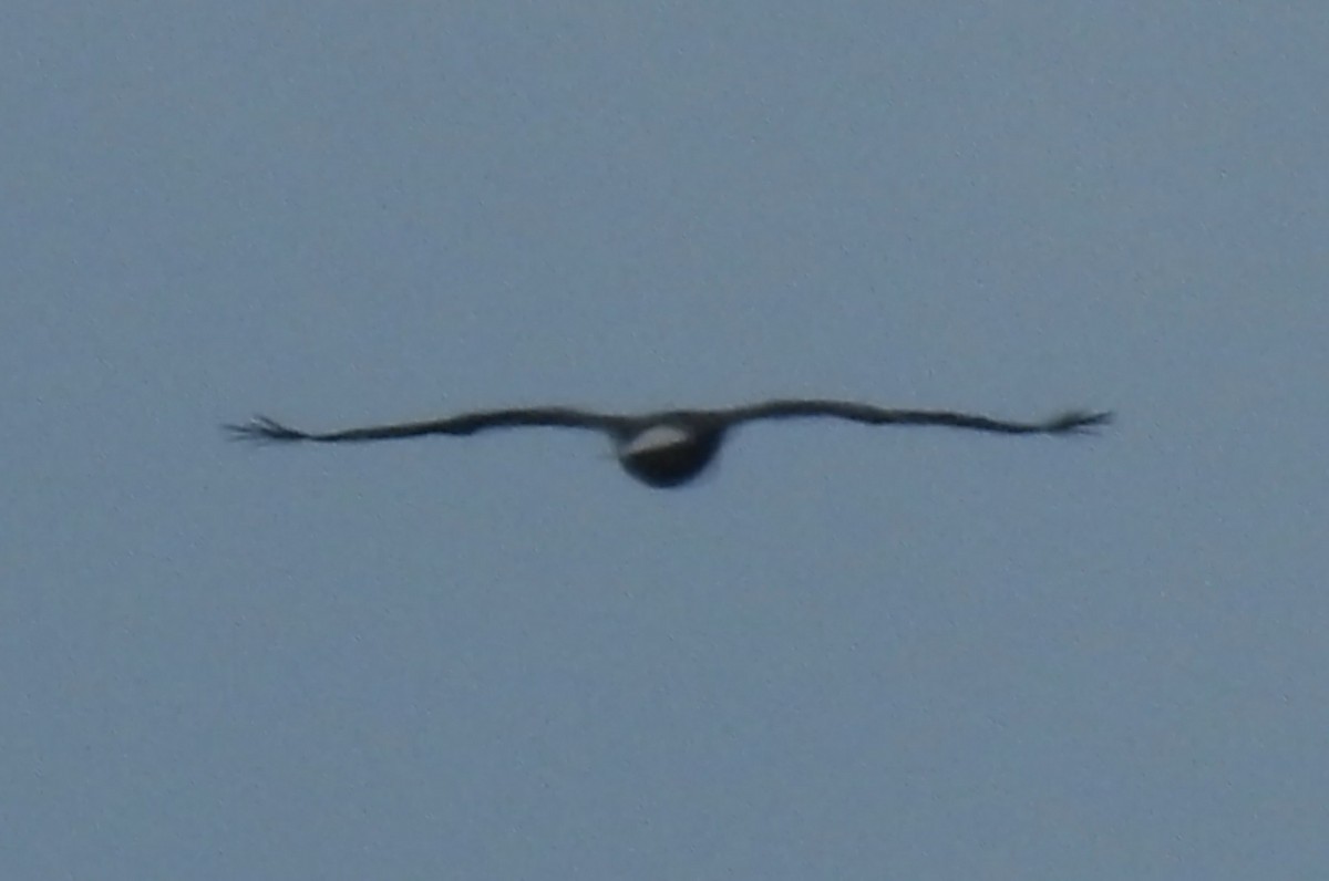 Bald Eagle - ML642819671