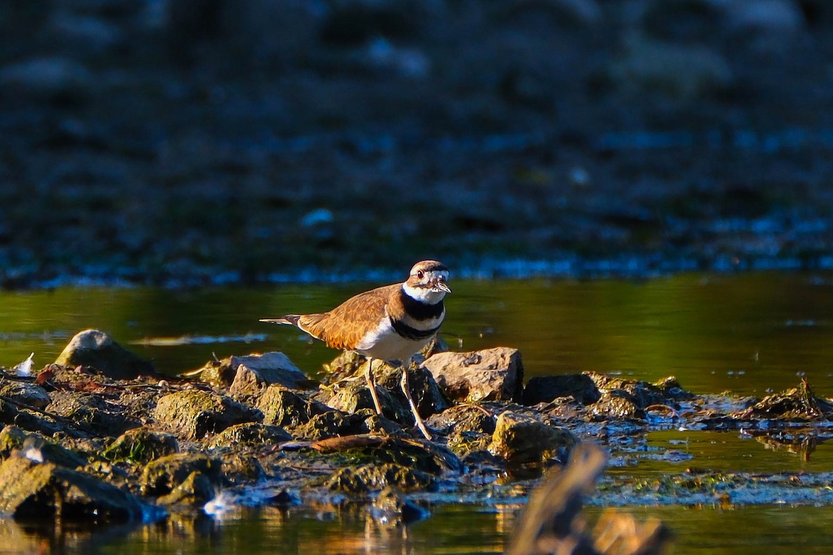Killdeer - ML642819678