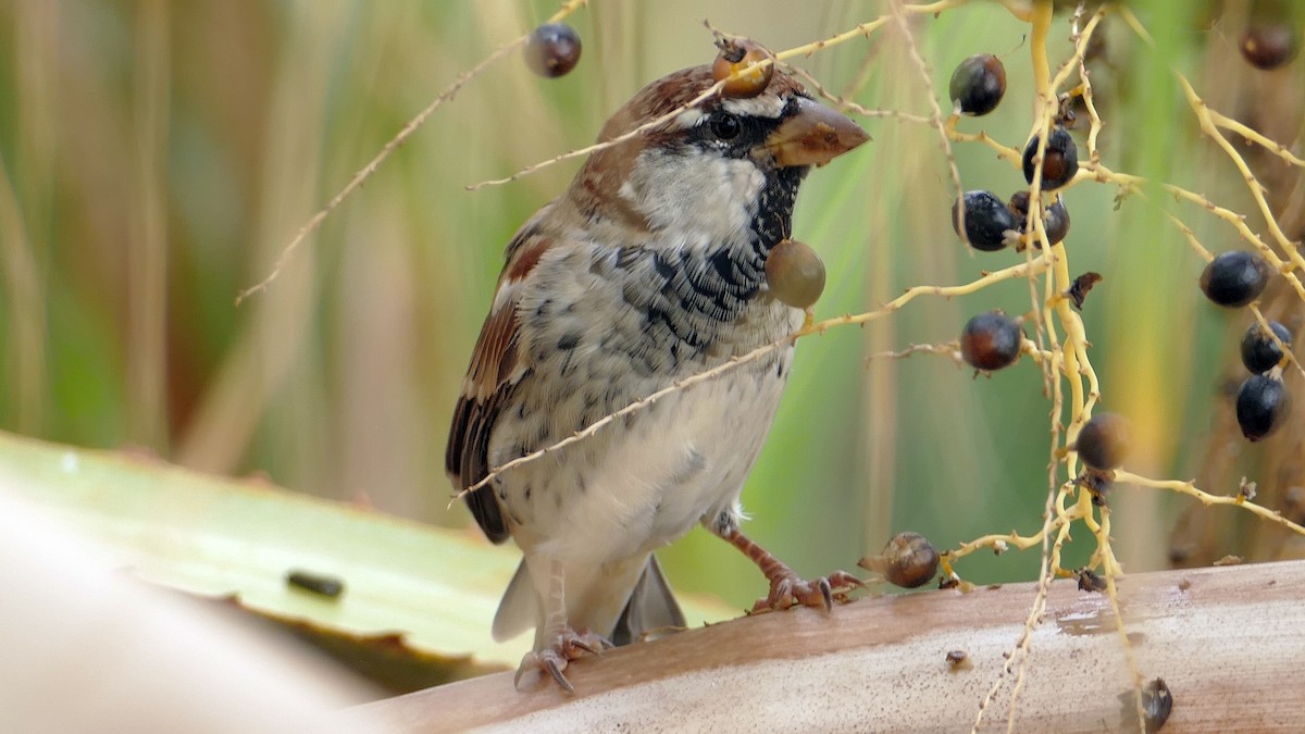 Spanish Sparrow - ML642819682