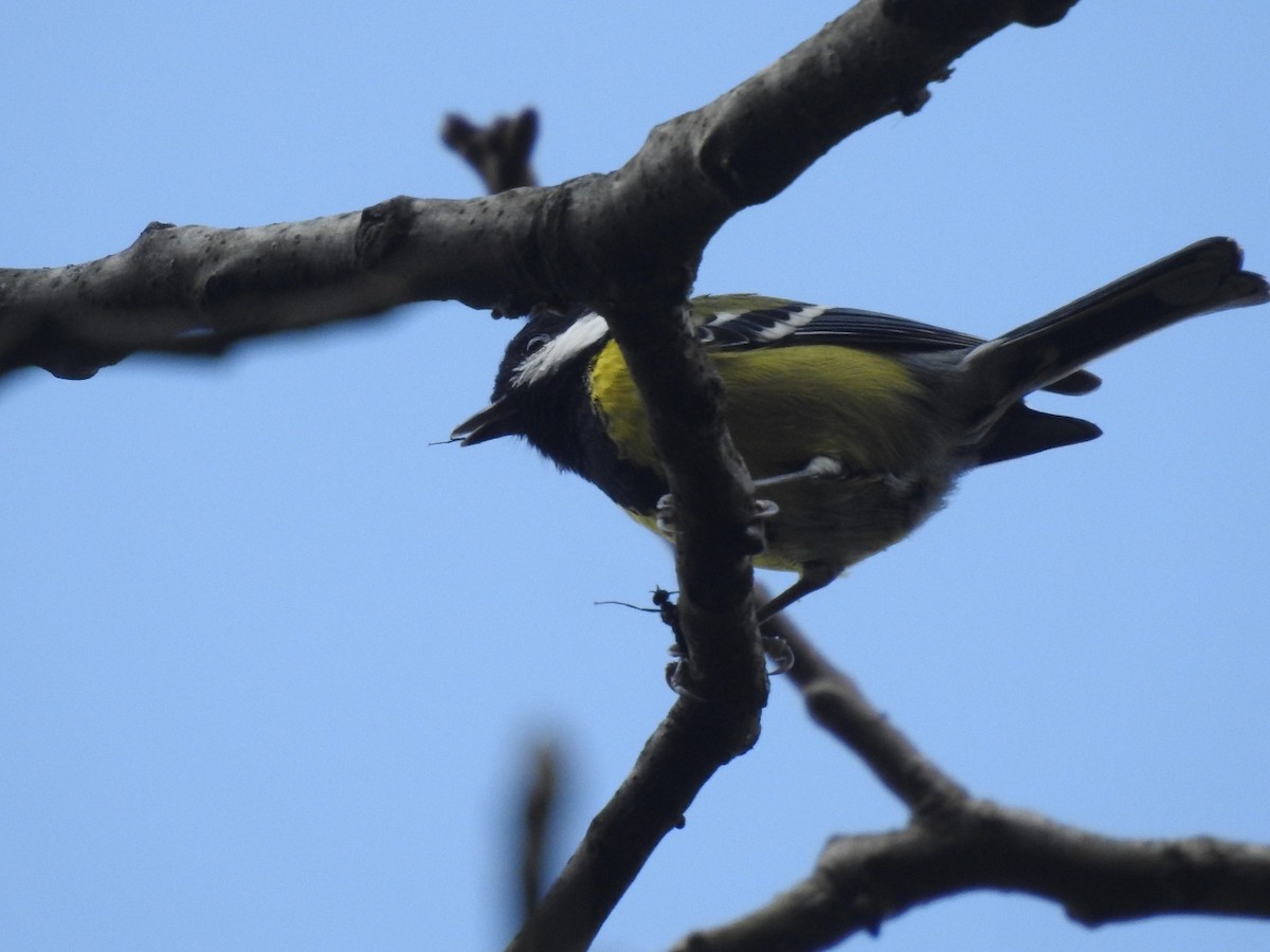 Green-backed Tit - ML642819683