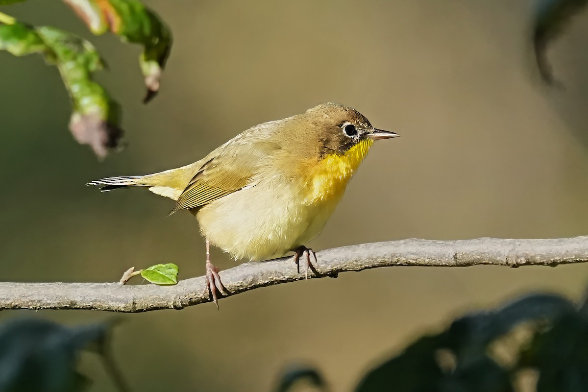 Common Yellowthroat - ML642819689
