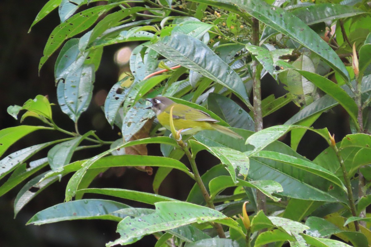Common Chlorospingus - ML642819699