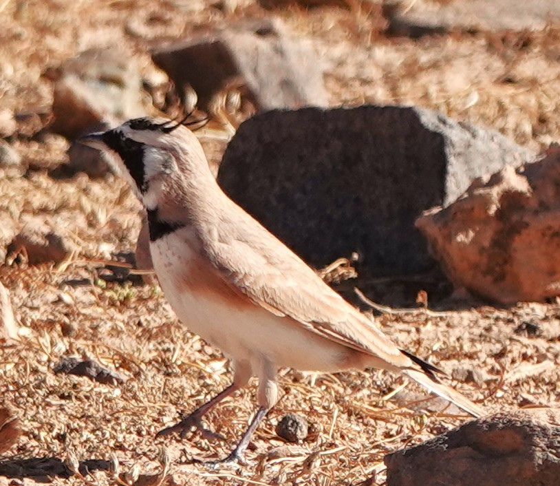 Temminck's Lark - ML642819700