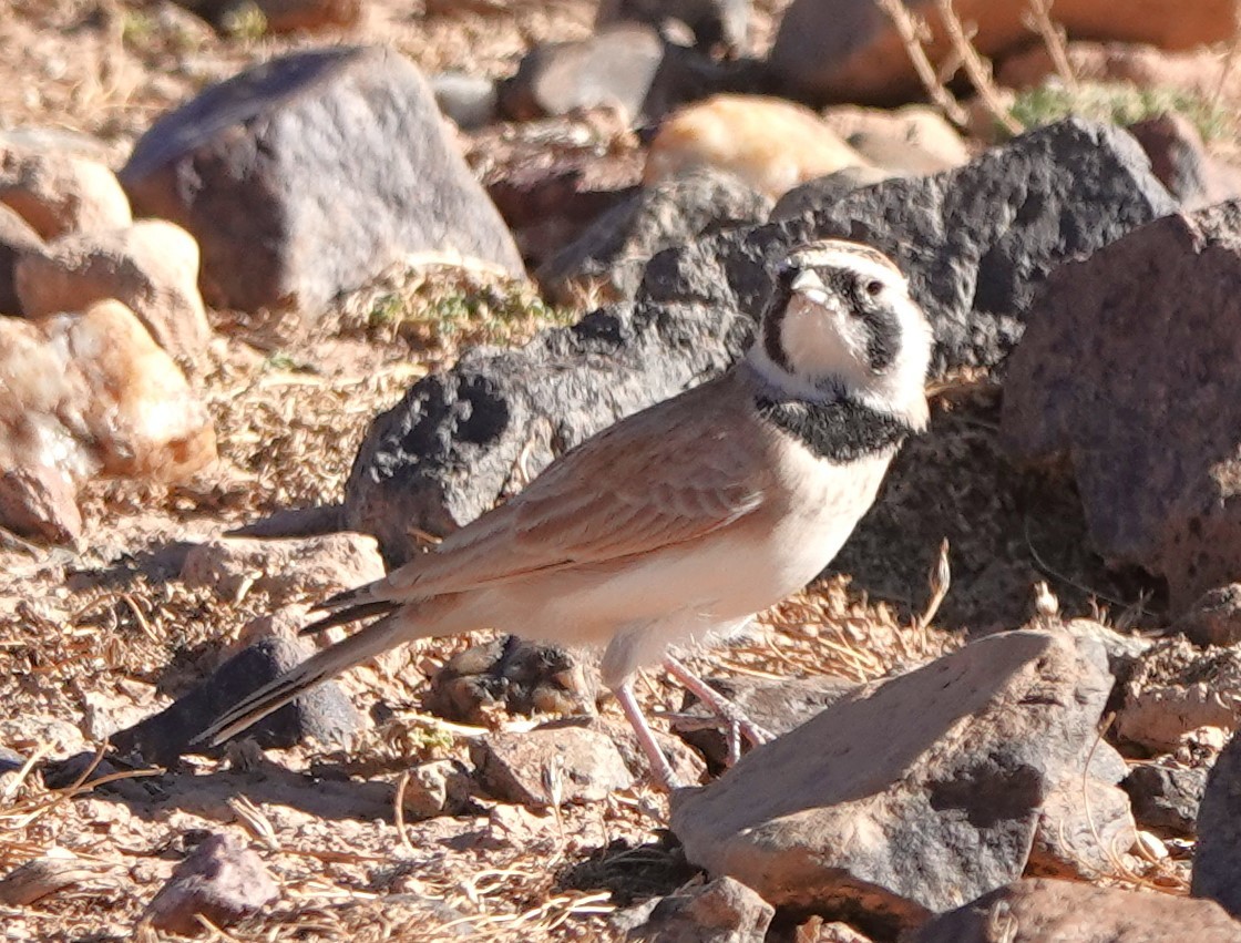 Temminck's Lark - ML642819701