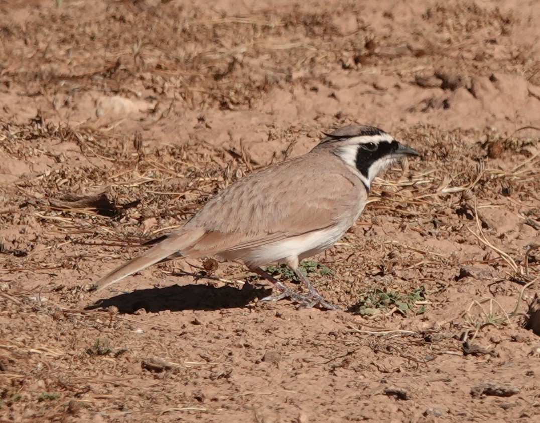 Temminck's Lark - ML642819702