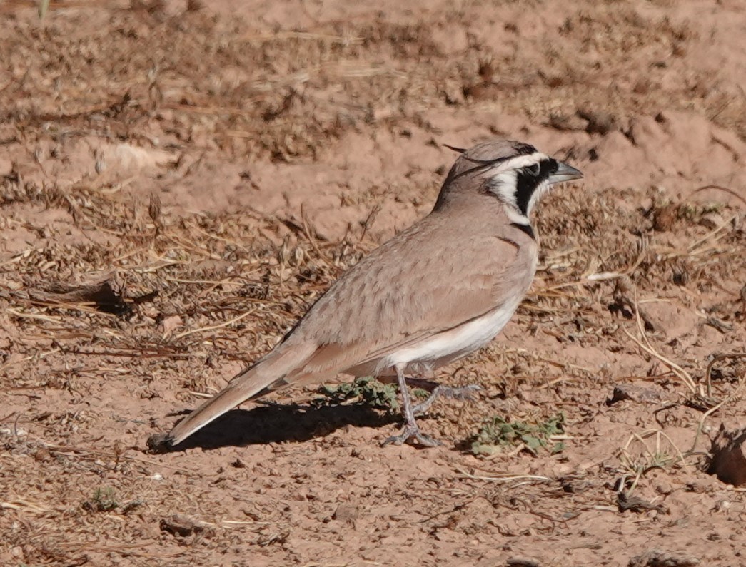Temminck's Lark - ML642819703