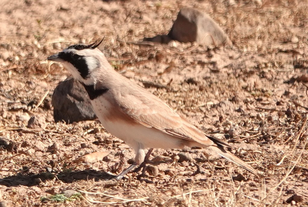 Temminck's Lark - ML642819704