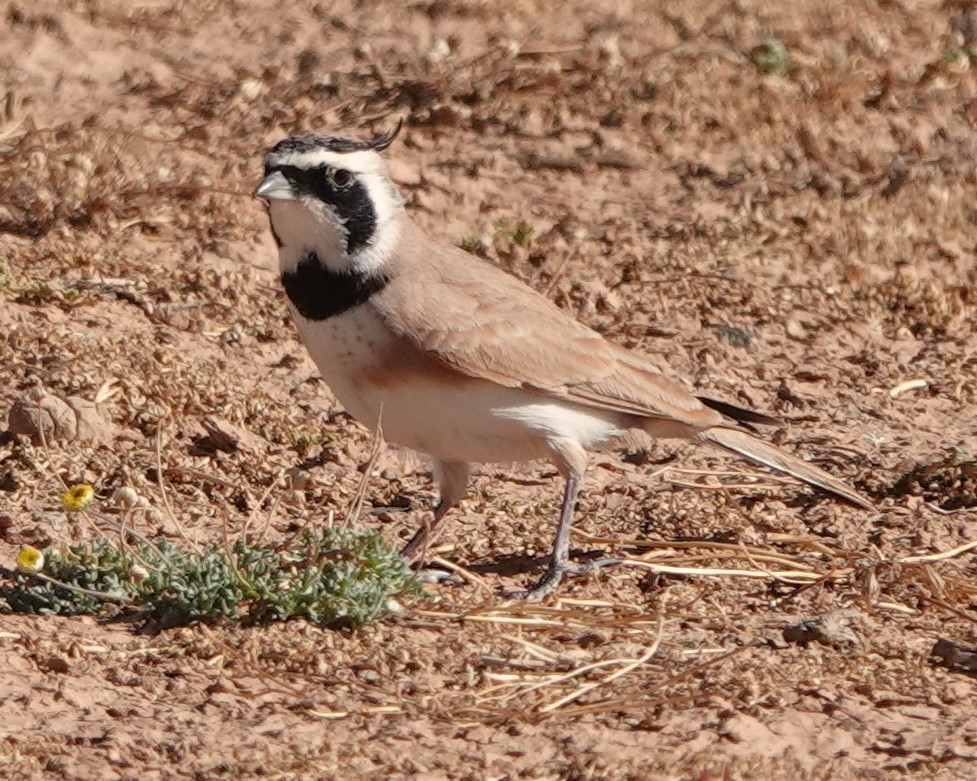 Temminck's Lark - ML642819705