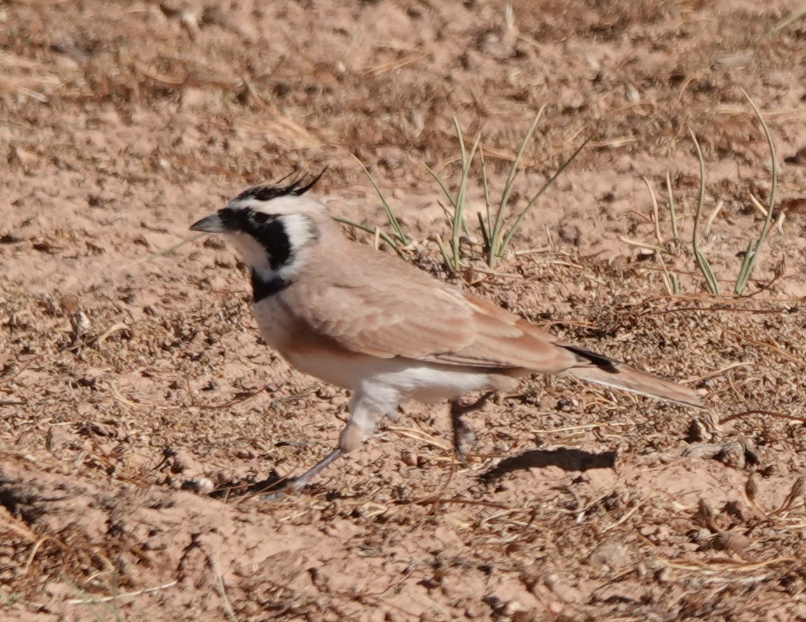 Temminck's Lark - ML642819706