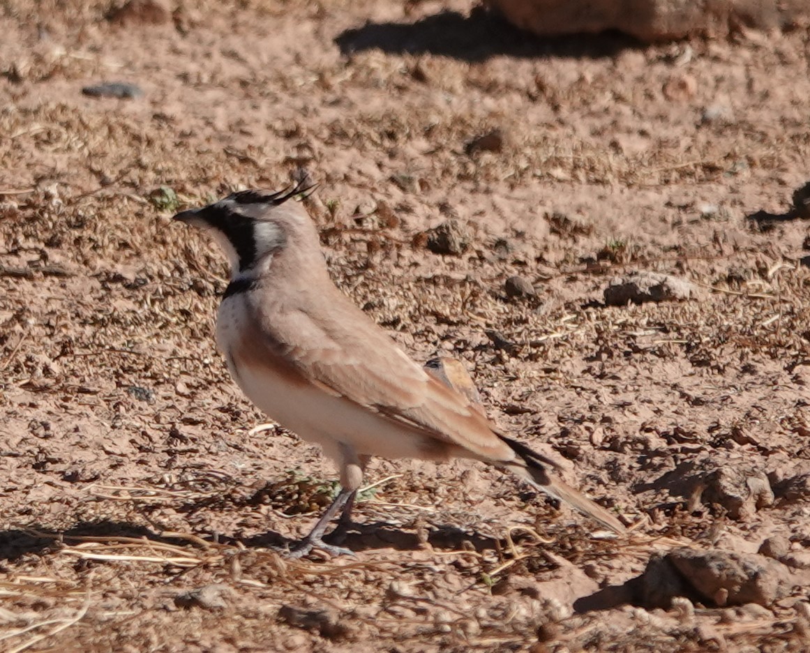 Temminck's Lark - ML642819707