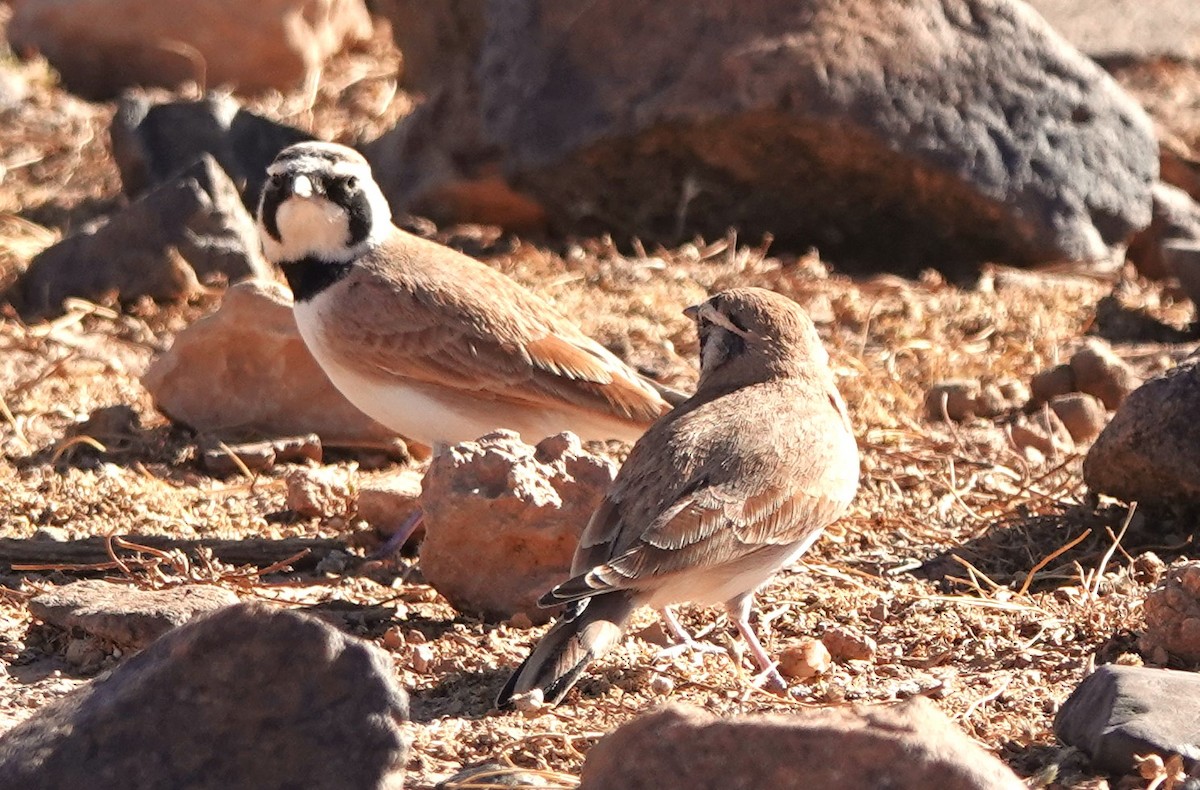 Temminck's Lark - ML642819709