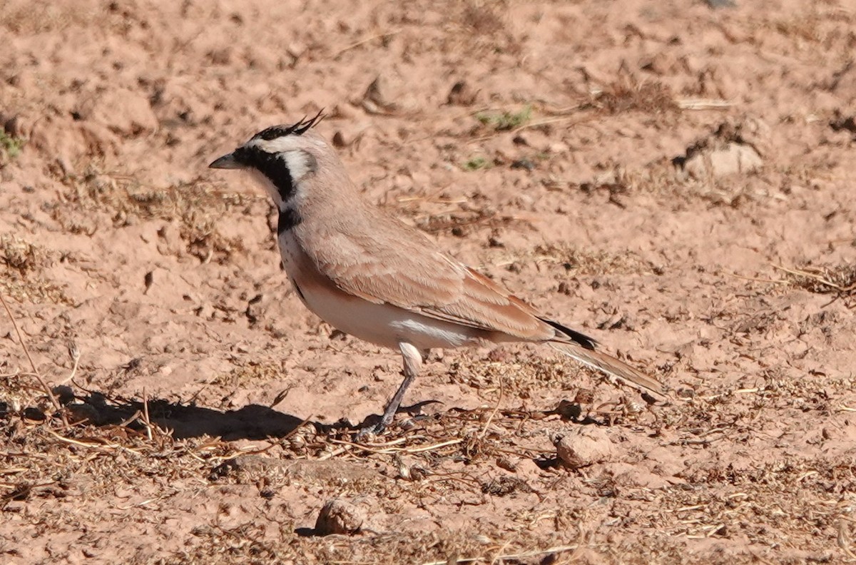 Temminck's Lark - ML642819710