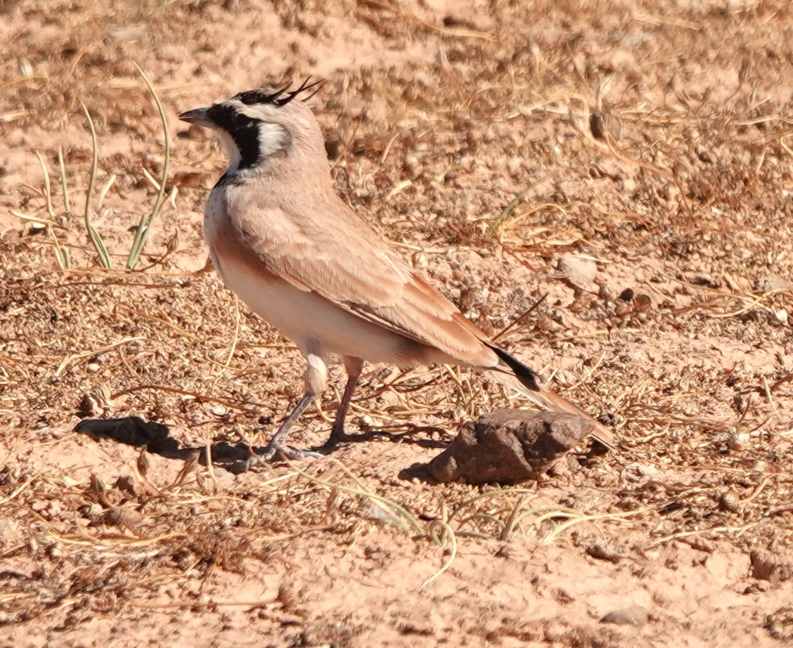Temminck's Lark - ML642819711