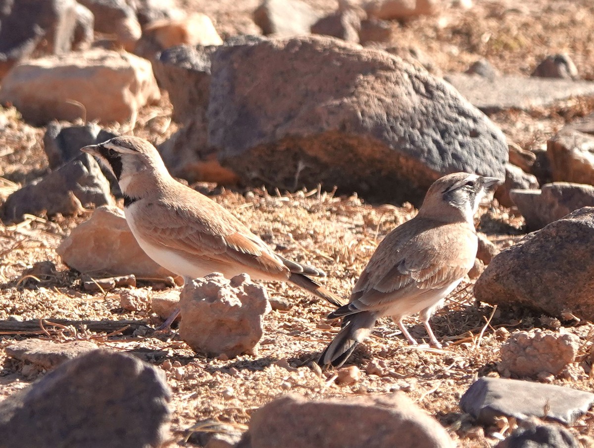 Temminck's Lark - ML642819713