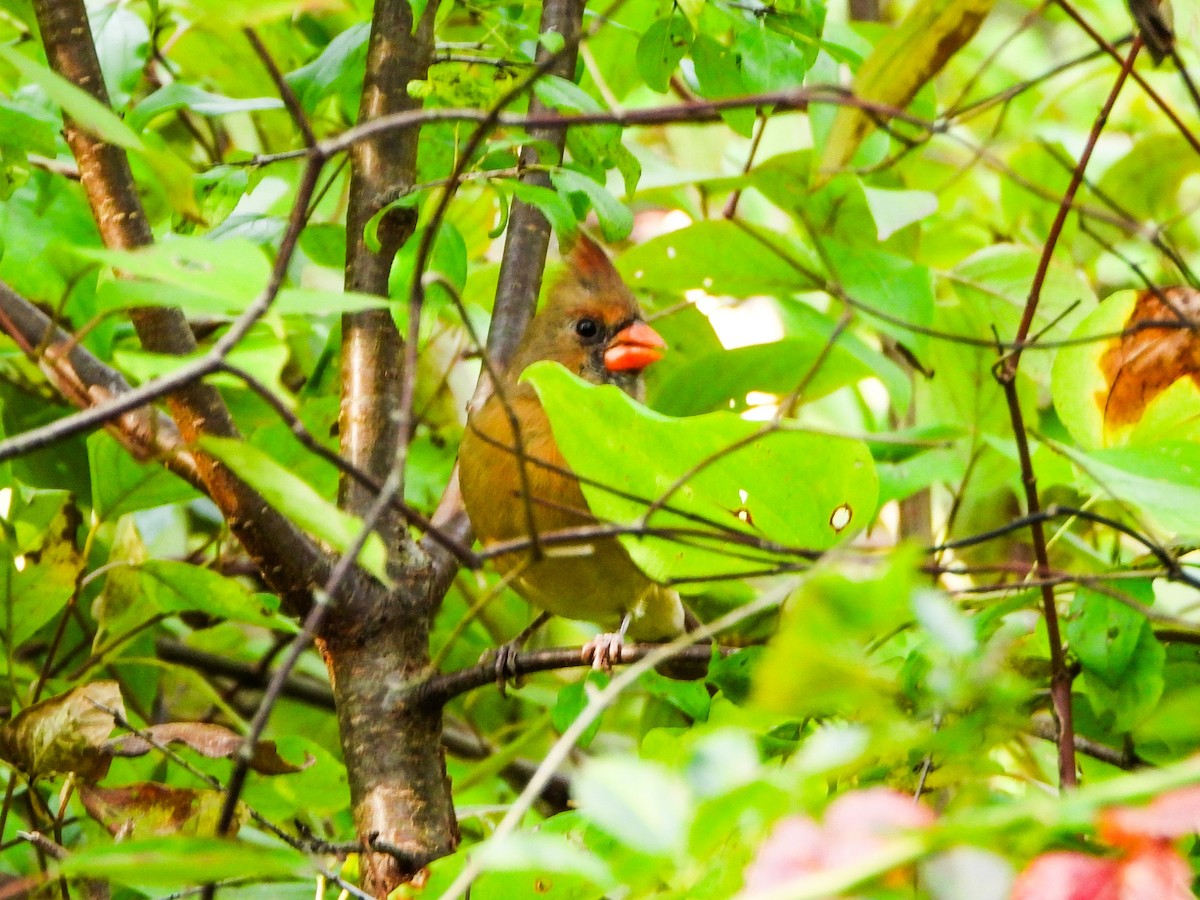 Cardinal rouge - ML642819717