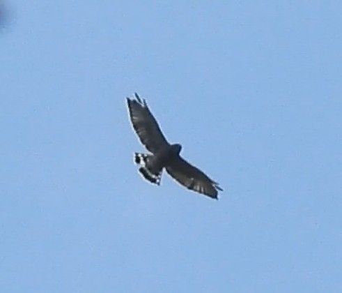 Broad-winged Hawk - ML642819722