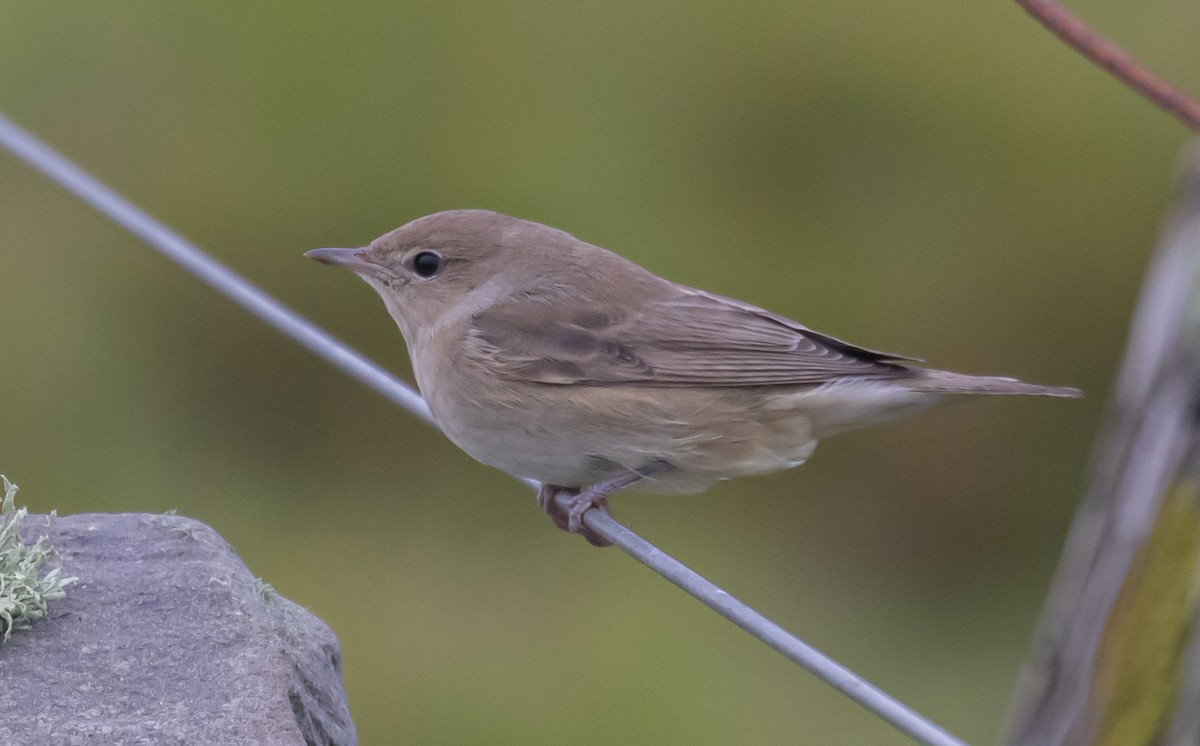 Garden Warbler - ML642819737