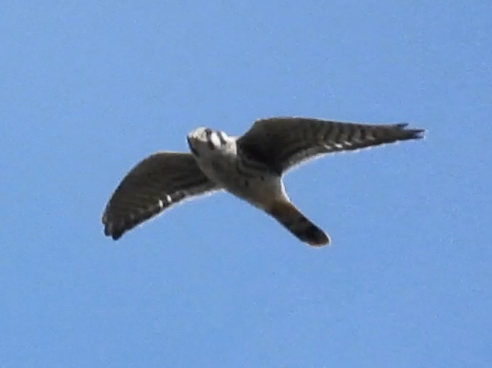 American Kestrel - ML642819746
