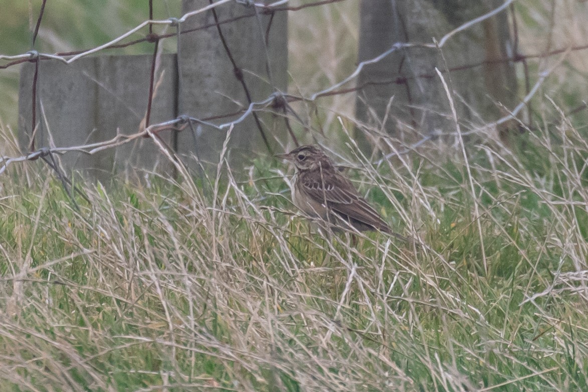 Richard's Pipit - ML642819748