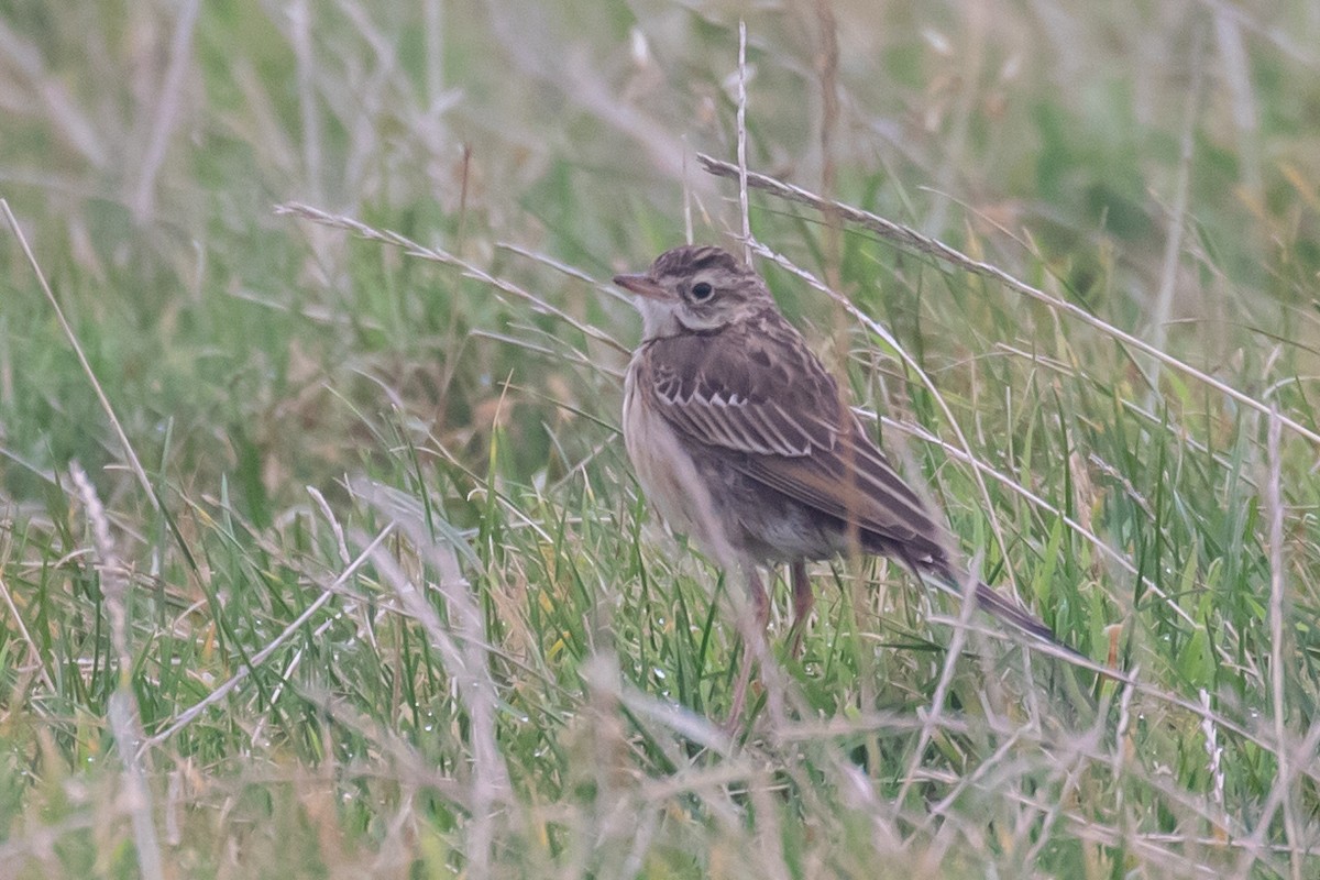 Richard's Pipit - ML642819749