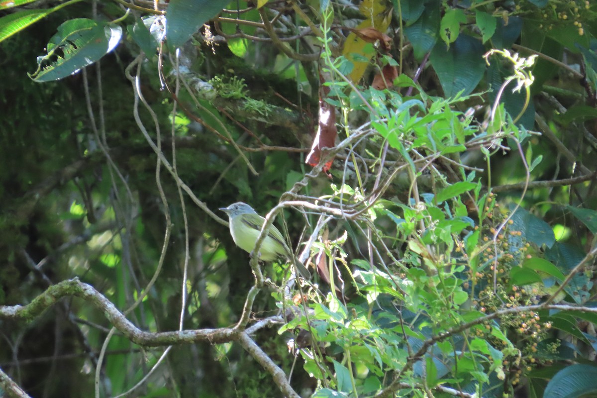 Yellow-olive Flatbill - ML642819750