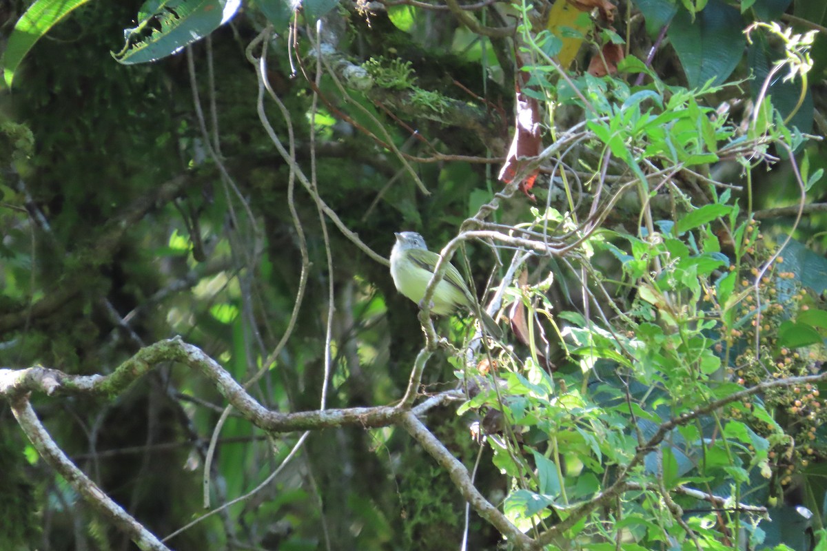 Yellow-olive Flatbill - ML642819751