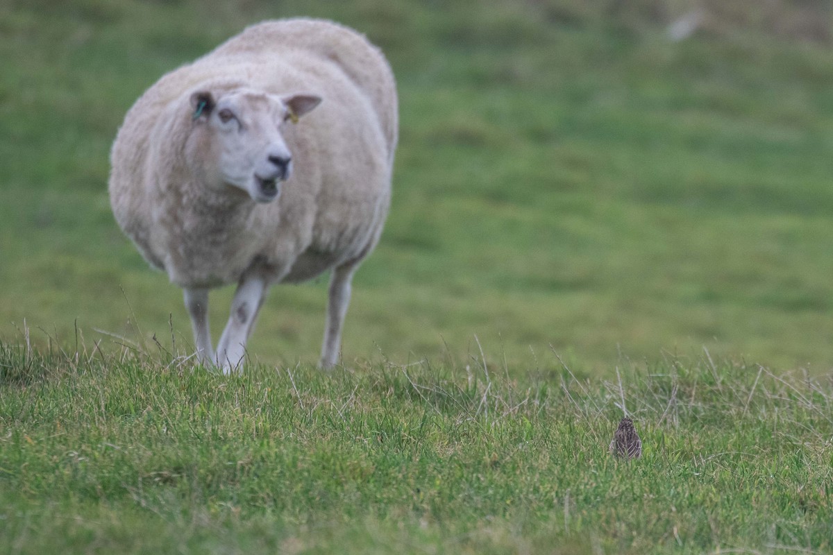 Richard's Pipit - ML642819773